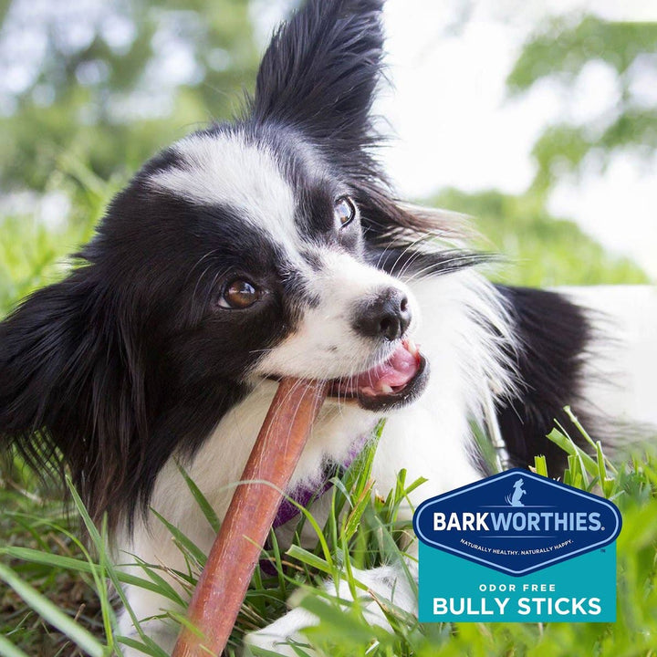 Barkworthies Bully Stick- Odor Free 4"