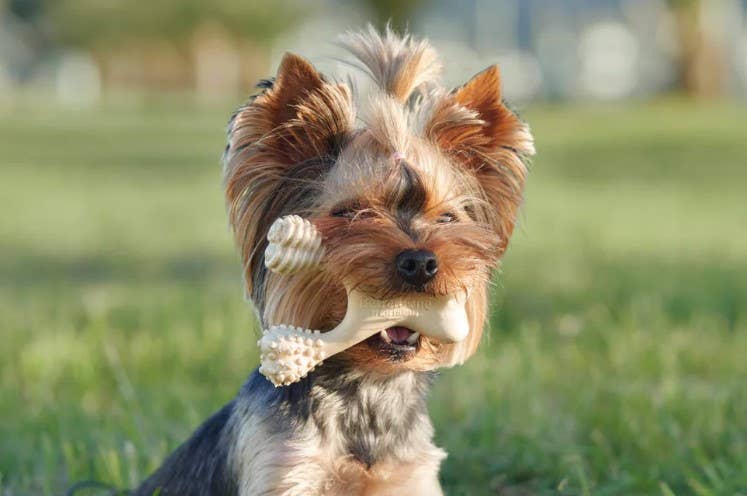 BetterBone Medium Beef Dog Chew Toy